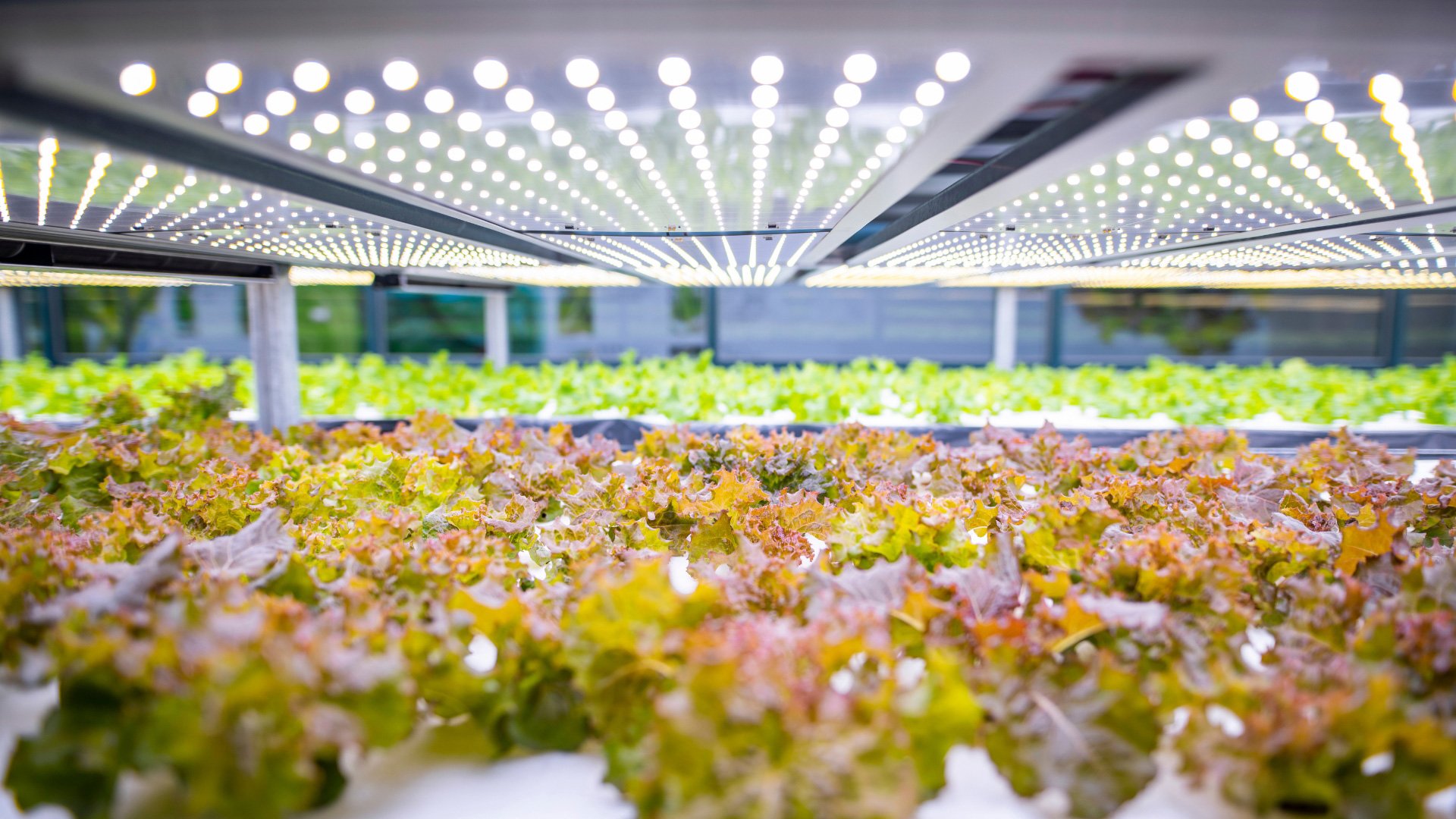 Farm-Estates lettuce grow room