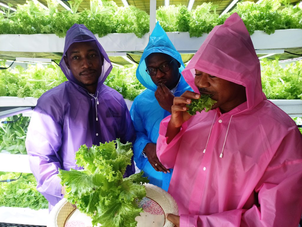 Directors from KIC posing for the cameras with freshly harvested sample of lettuce from Farm Estates Ltd's farm