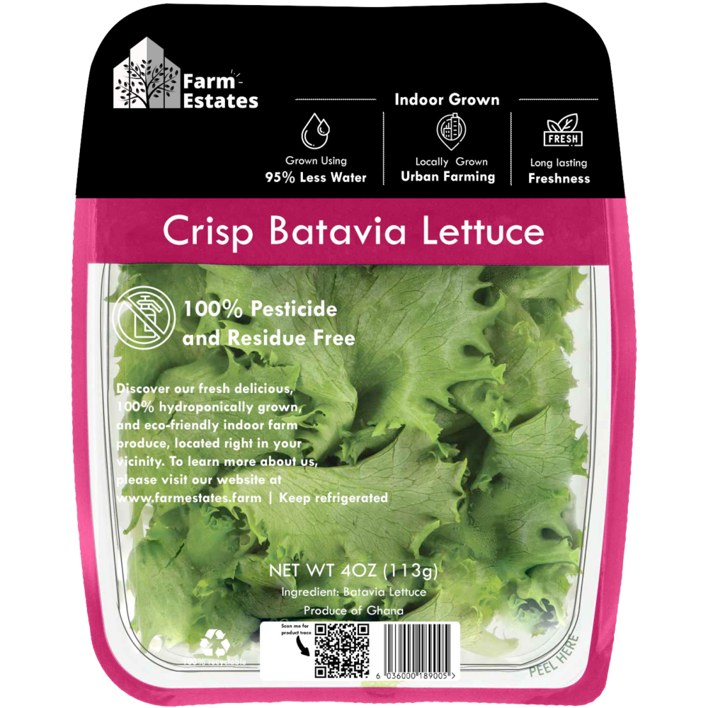 Batavia lettuce, with its light green, ruffled leaves and mild flavor, isn't just a tasty addition to your salad