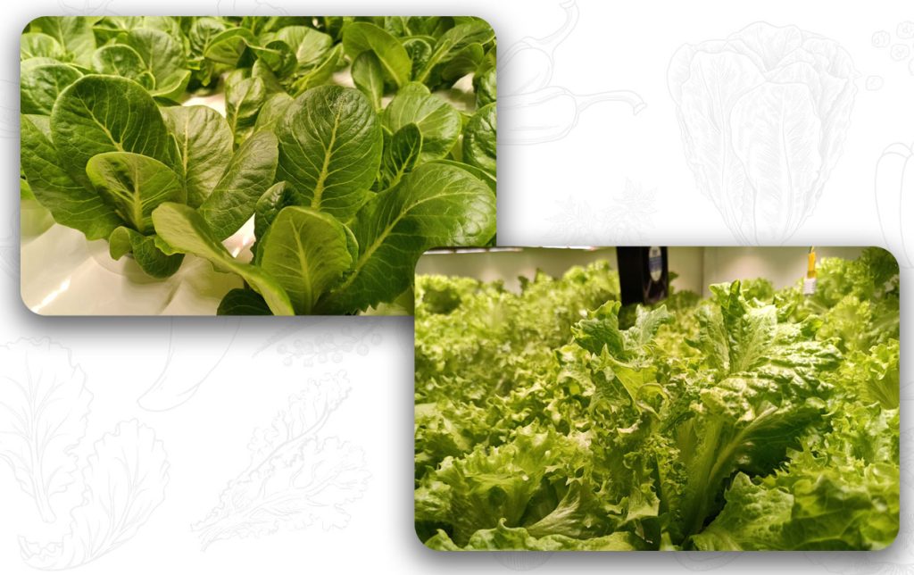 Lettuce from Farm Estates Ltd