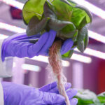 Unlocking the Green Revolution: The Benefits of Hydroponics Products